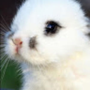 Meet your Posher, Daphne